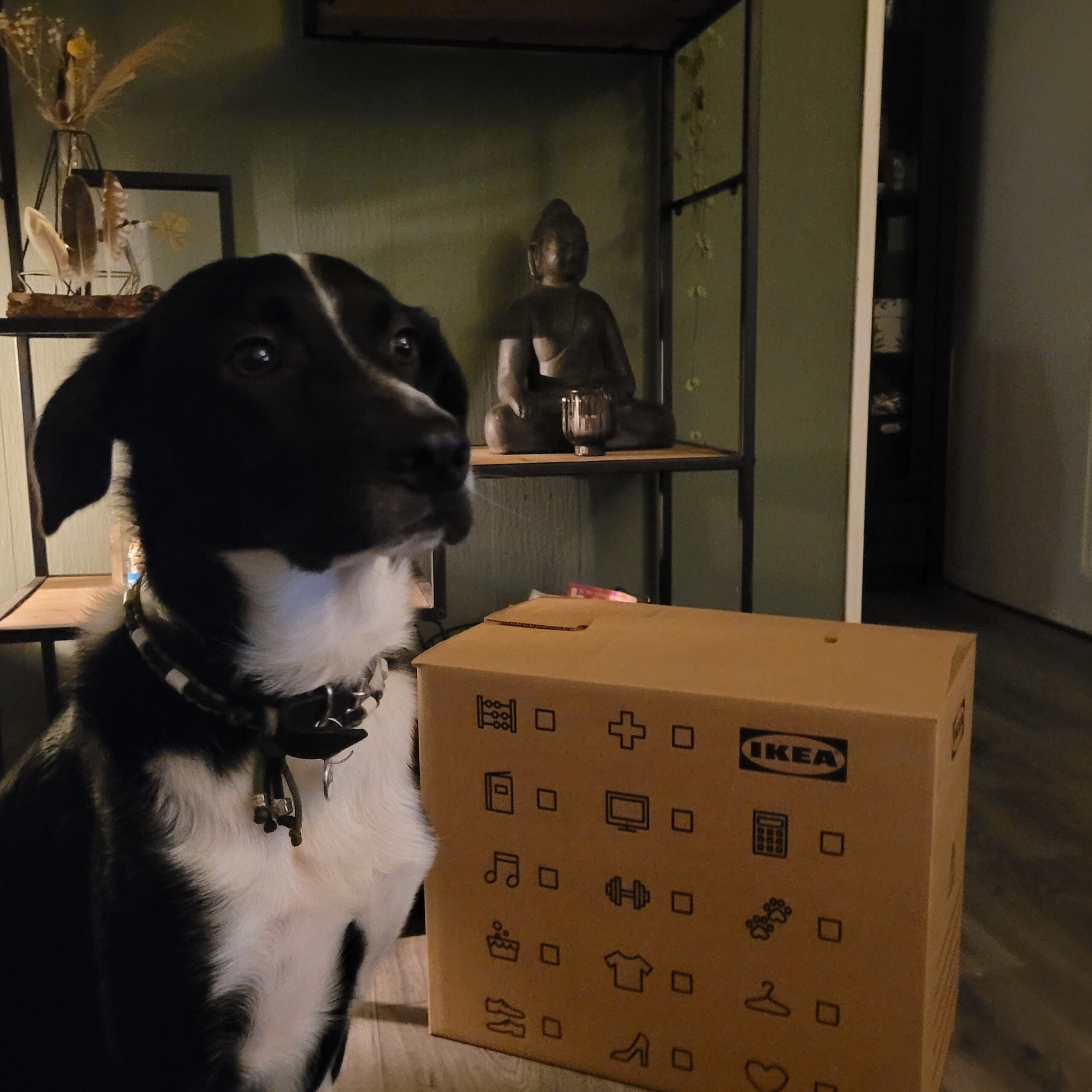 cody verhuizen